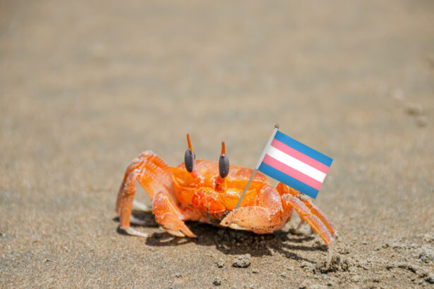 How a Tiny Crab Museum in the UK Stood Up For Trans Rights