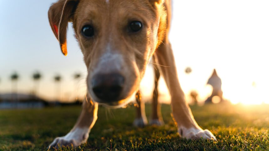 How science can help you train your puppy