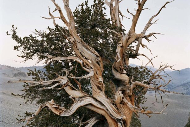 Images capture the timeless beauty of America’s ancient forests