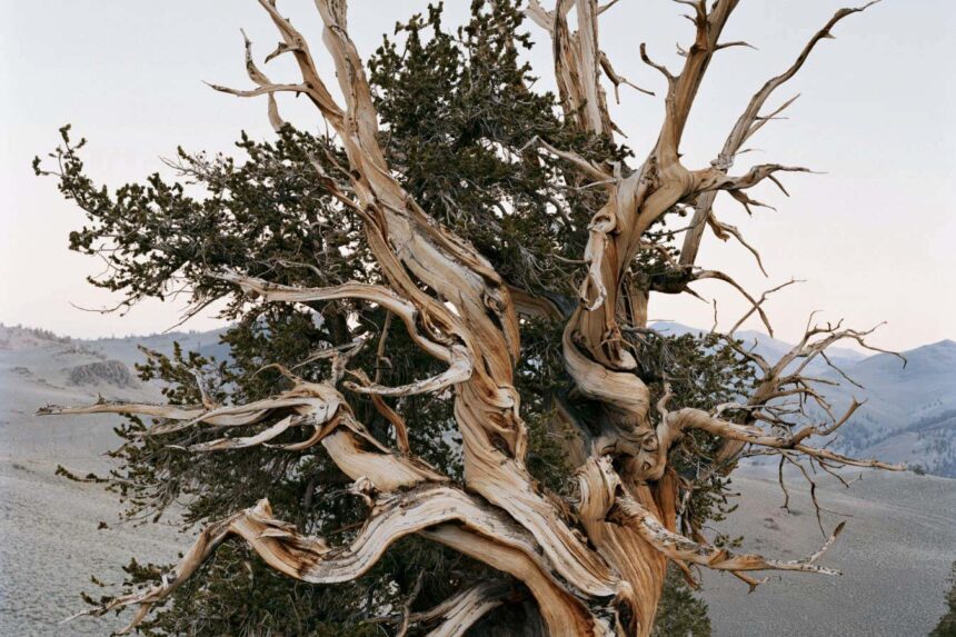 Images capture the timeless beauty of America’s ancient forests