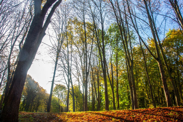 Infographic: Reasons Why Trees Are Awesome