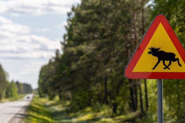 It’s time to tune in to the Great Moose Migration livestream