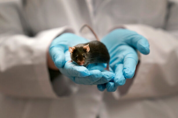 Lab Animals Face Being Euthanized as Trump Cuts Research
