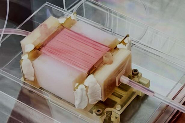 Lab-grown chicken could be made chewier using artificial capillaries