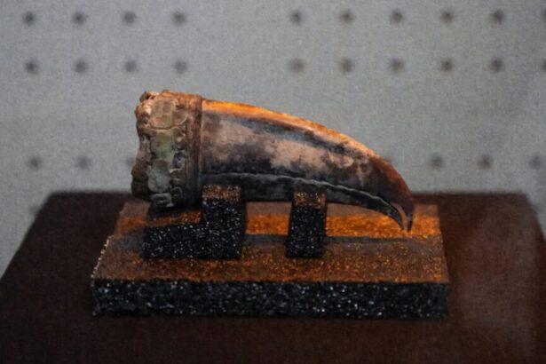 Lavish gravesite confirms women’s power in ancient South America