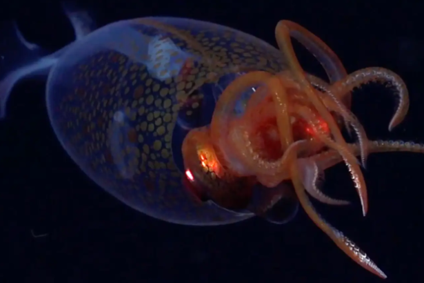 Live Colossal Squid Filmed in World First : ScienceAlert