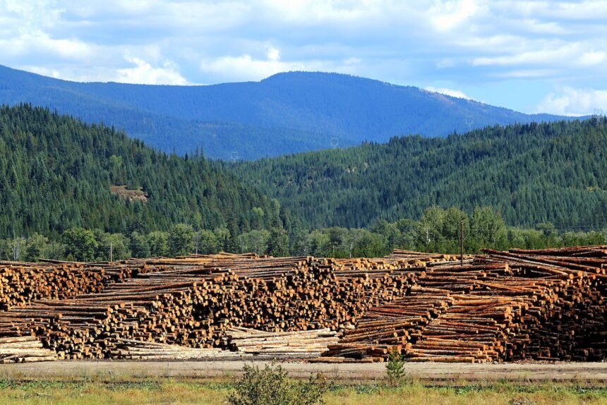Logging doesn’t prevent wildfires, but Trump is trying anyway