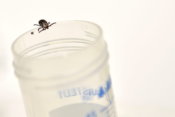 Lyme disease studies point to persistence and treatment