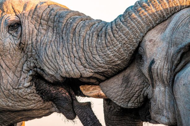 Male African Elephants Were Once Thought to Be Solitary—New Research Reveals They Have Complex Social Networks