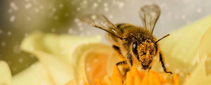 Most Bees Nest in The Ground. Offering Rocks And Gravel Is a Simple Way to Help Them Thrive. : ScienceAlert