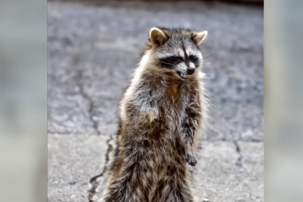 Multiple raccoons with canine distemper reported in southern Colorado
