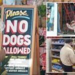 NYC Trader Joe’s has dogs licking food as owners ignore ‘no pets allowed’ signs