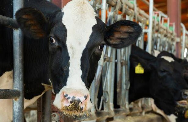 New York farmer in disbelief at Trump tariffs imposed on critical cow feed