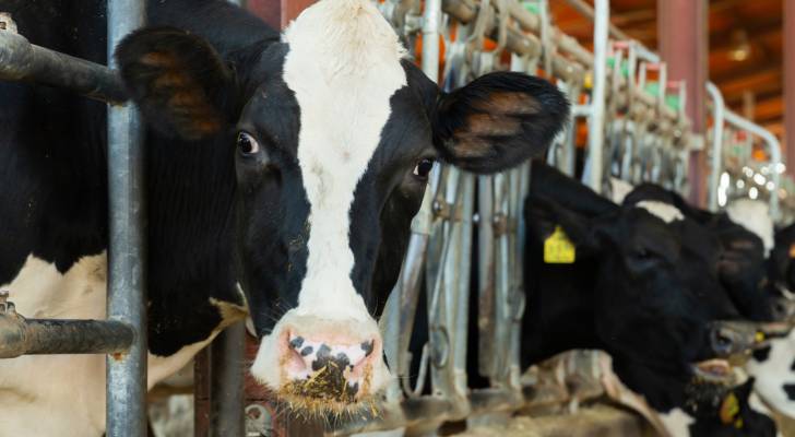 New York farmer in disbelief at Trump tariffs imposed on critical cow feed