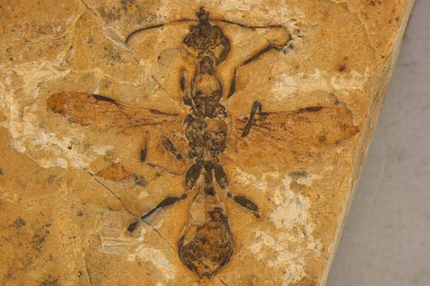 Oldest ant fossil ever found shows how these insects took over the world