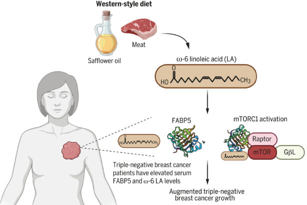 Omega-6 fatty acid promotes the growth of an aggressive type of breast cancer, study finds