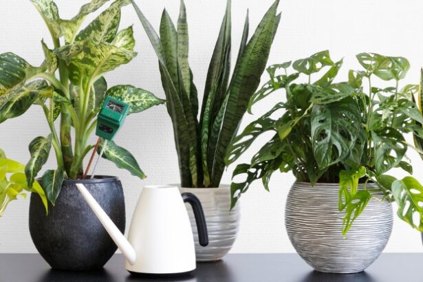 Our Relationships With Indoor Plants Come in 4 Types, Study Finds : ScienceAlert