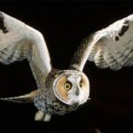 Owl Wings Glow Pink And It Could Be Sending a Secret Message : ScienceAlert