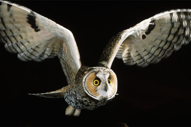 Owl Wings Glow Pink And It Could Be Sending a Secret Message : ScienceAlert