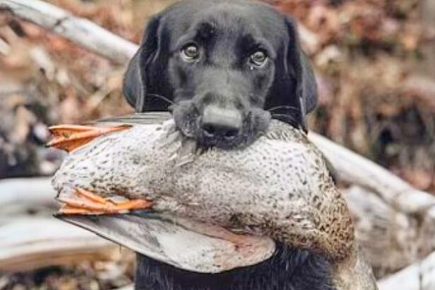 Pet Dogs Are Great For Our Health But They Have a Dark Side Too : ScienceAlert