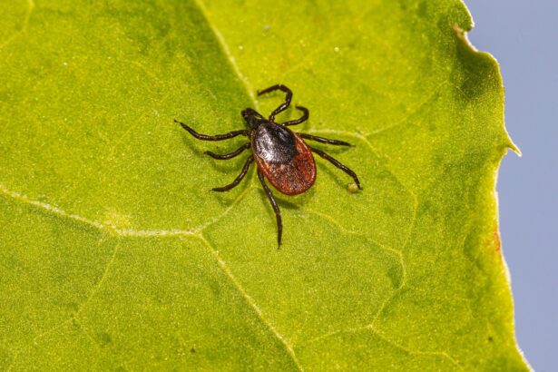 Post-treatment Lyme disease syndrome may be driven by remnants of infection