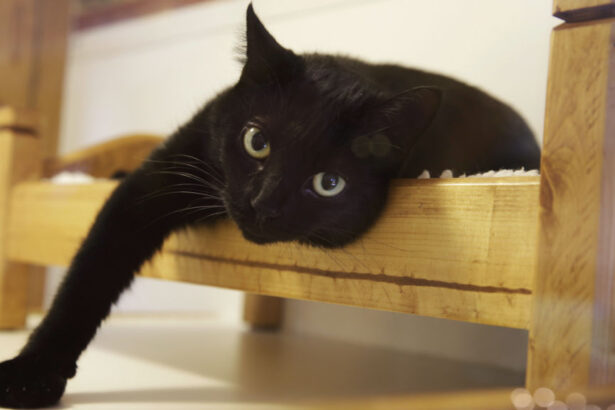 RFK Jr. on autism, Salvation Army, cat bird flu