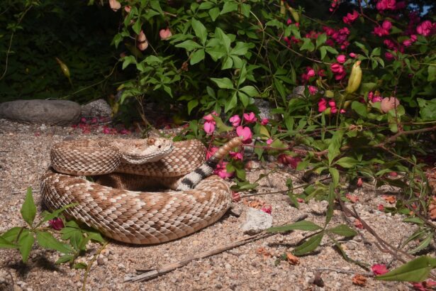 Rattlesnakes may evolve specialized venoms