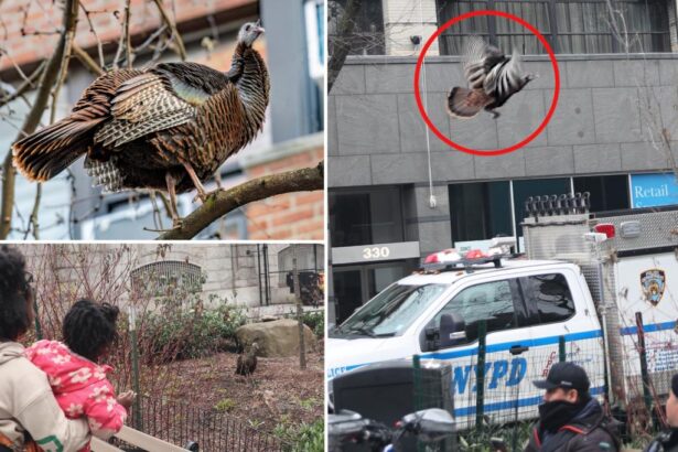 Rosie the Roosevelt Island turkey looking for love in Manhattan