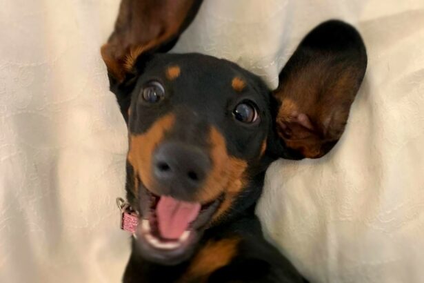 Sausage Dog Rescued After Surviving Solo For 529 Days on Remote Island : ScienceAlert