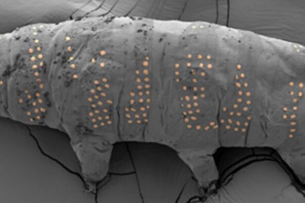 Scientists ‘Tattoo’ Tardigrades in Nanotechnology Breakthrough : ScienceAlert
