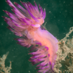 Sea slugs harness the power of the sun to show off their colors