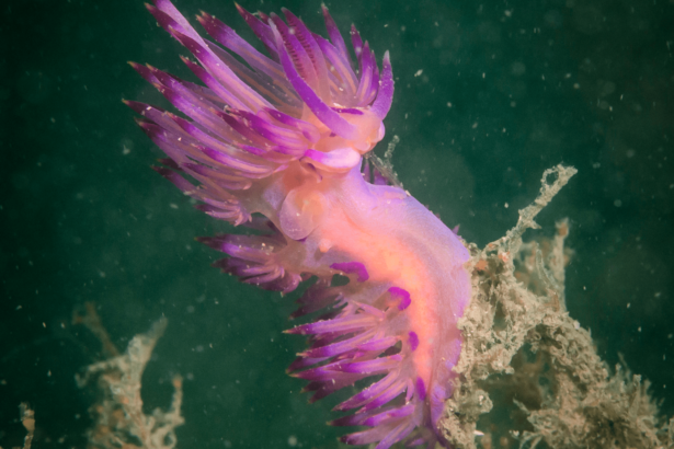 Sea slugs harness the power of the sun to show off their colors