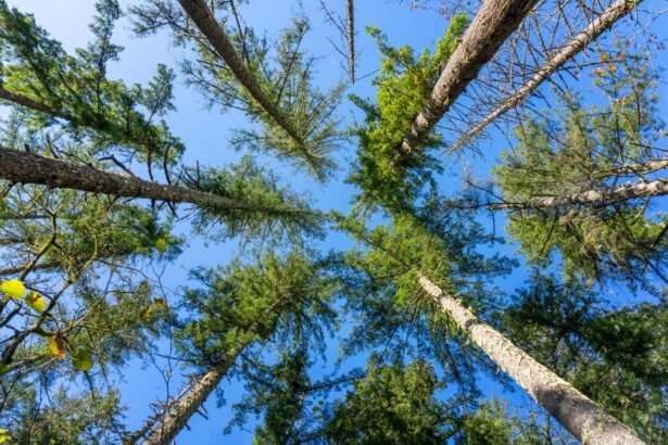 Slices of wood can filter bacteria and microplastics from water