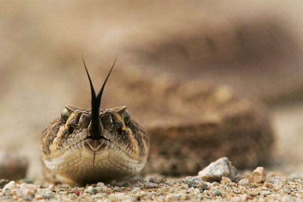 Snakes are often the villains. A new book gives them a fair shake