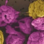 Strange Bacteria That Can’t Live Alone Hint at Early Steps to Complex Life : ScienceAlert