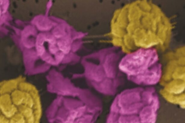 Strange Bacteria That Can’t Live Alone Hint at Early Steps to Complex Life : ScienceAlert