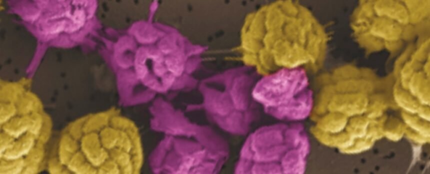 Strange Bacteria That Can’t Live Alone Hint at Early Steps to Complex Life : ScienceAlert