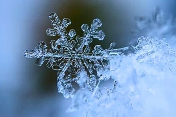 Study of 616 Languages Identified Which Had Most Words For ‘Snow’ : ScienceAlert