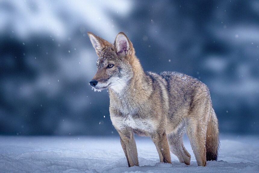 The Dire Wolf Hoopla Hides the Real Story: How to Save Red Wolves