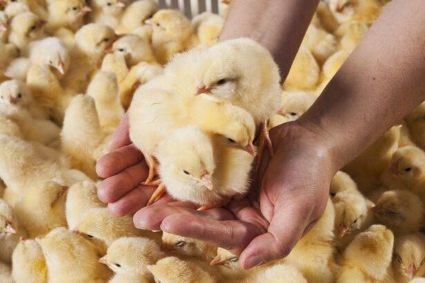 The Display Test: Market Efficiency