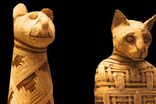 The Modern Cat May Have Emerged From Ancient Egyptian Ritual Sacrifice : ScienceAlert