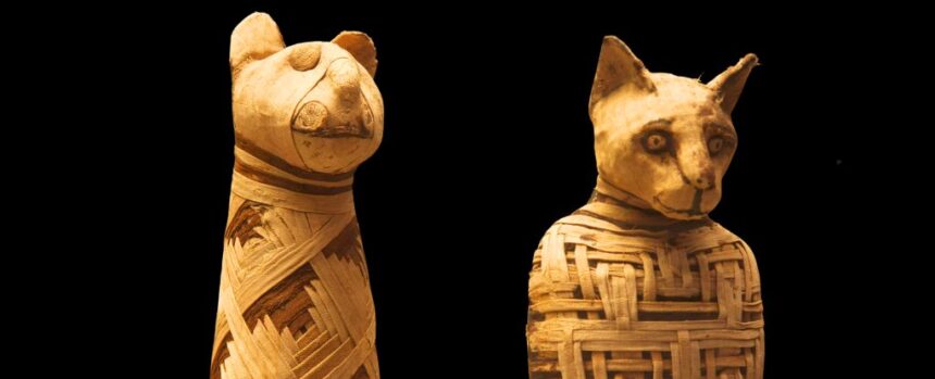 The Modern Cat May Have Emerged From Ancient Egyptian Ritual Sacrifice : ScienceAlert
