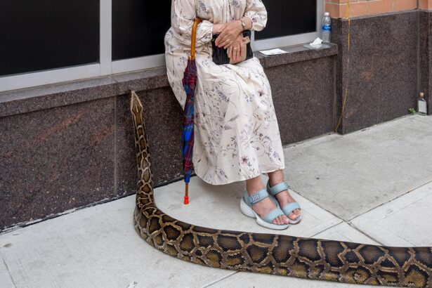 The Pure Street Photography Competition Spotlights Humor and Chance Amid the Ordinary — Colossal