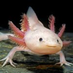 The axolotl is endangered in the wild. A discovery offers hope
