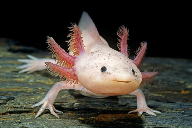 The axolotl is endangered in the wild. A discovery offers hope