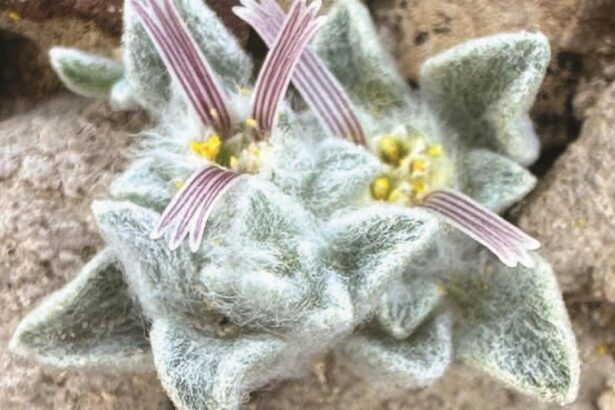 The consequences of oppressing diversity