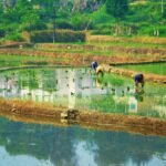 The ‘king of poisons’ is building up in rice