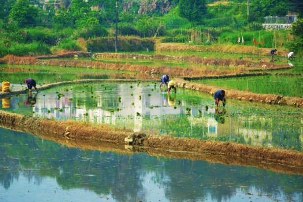 The ‘king of poisons’ is building up in rice