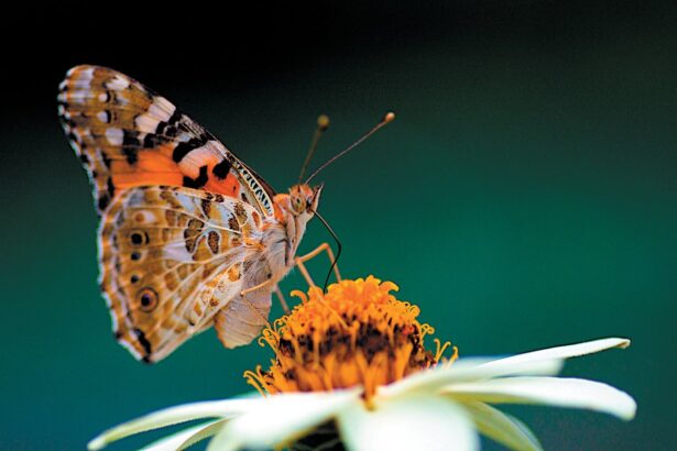 This Butterfly’s Epic Migration Is Written into Its Chemistry