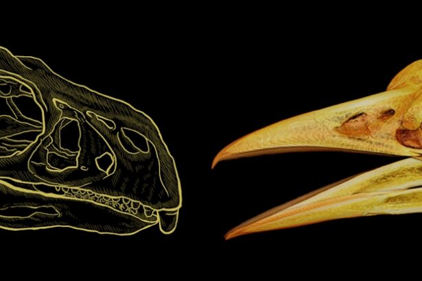 This Secret Mathematical Rule Has Shaped Beaks For 200 Million Years : ScienceAlert